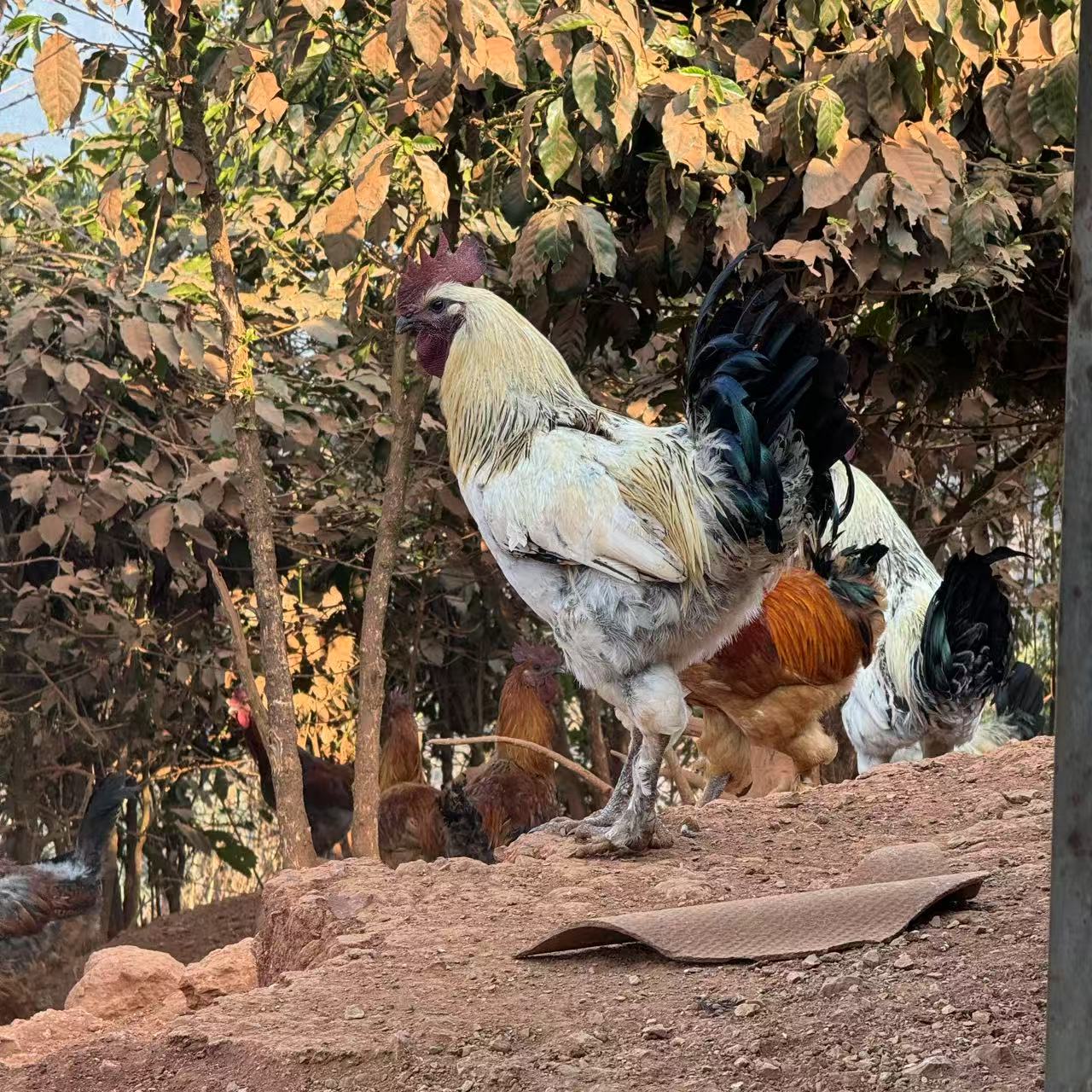 【生鲜】无量山乌骨鸡 拍下第3天发货需冰冻18小时等不了勿拍