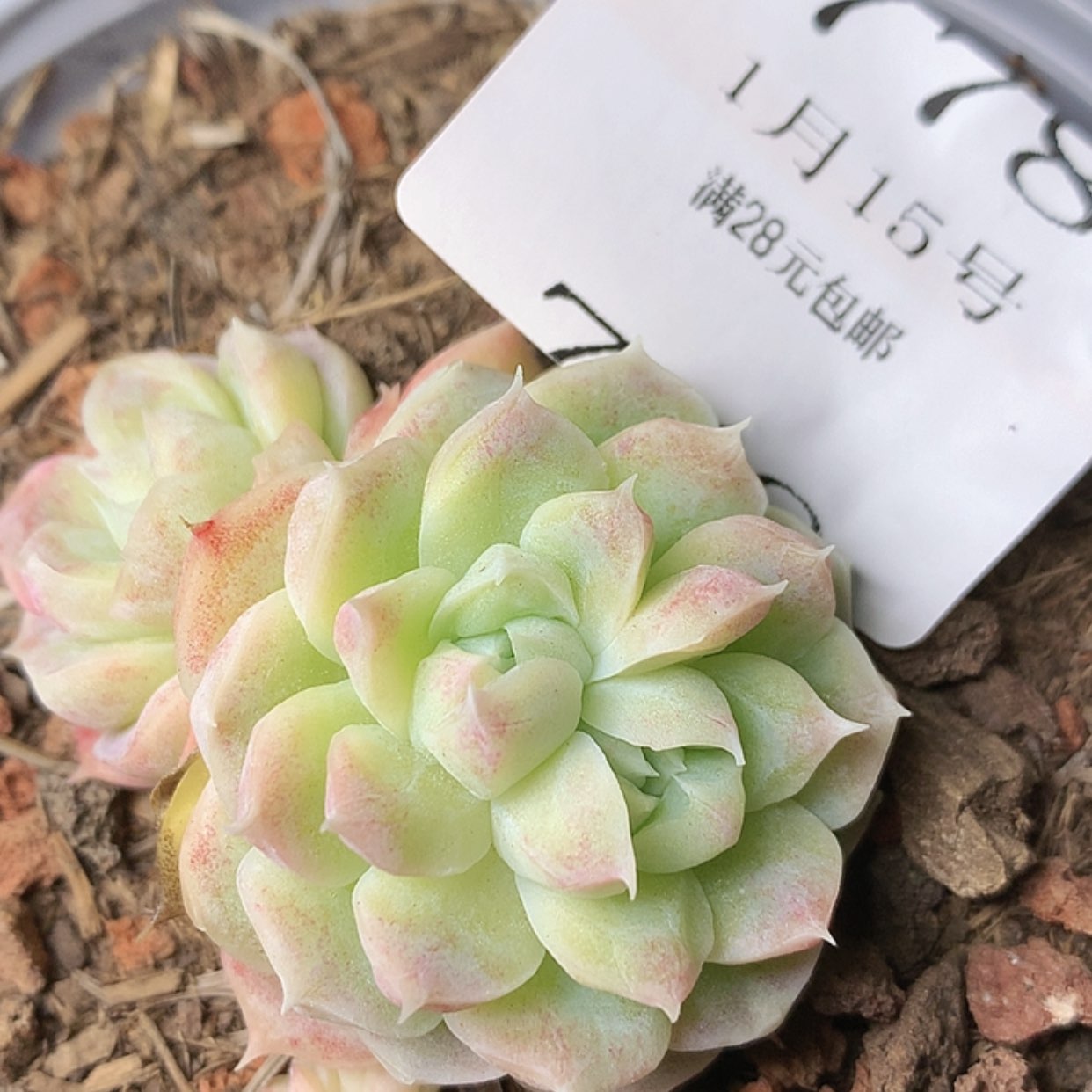 【闪购商品】云778