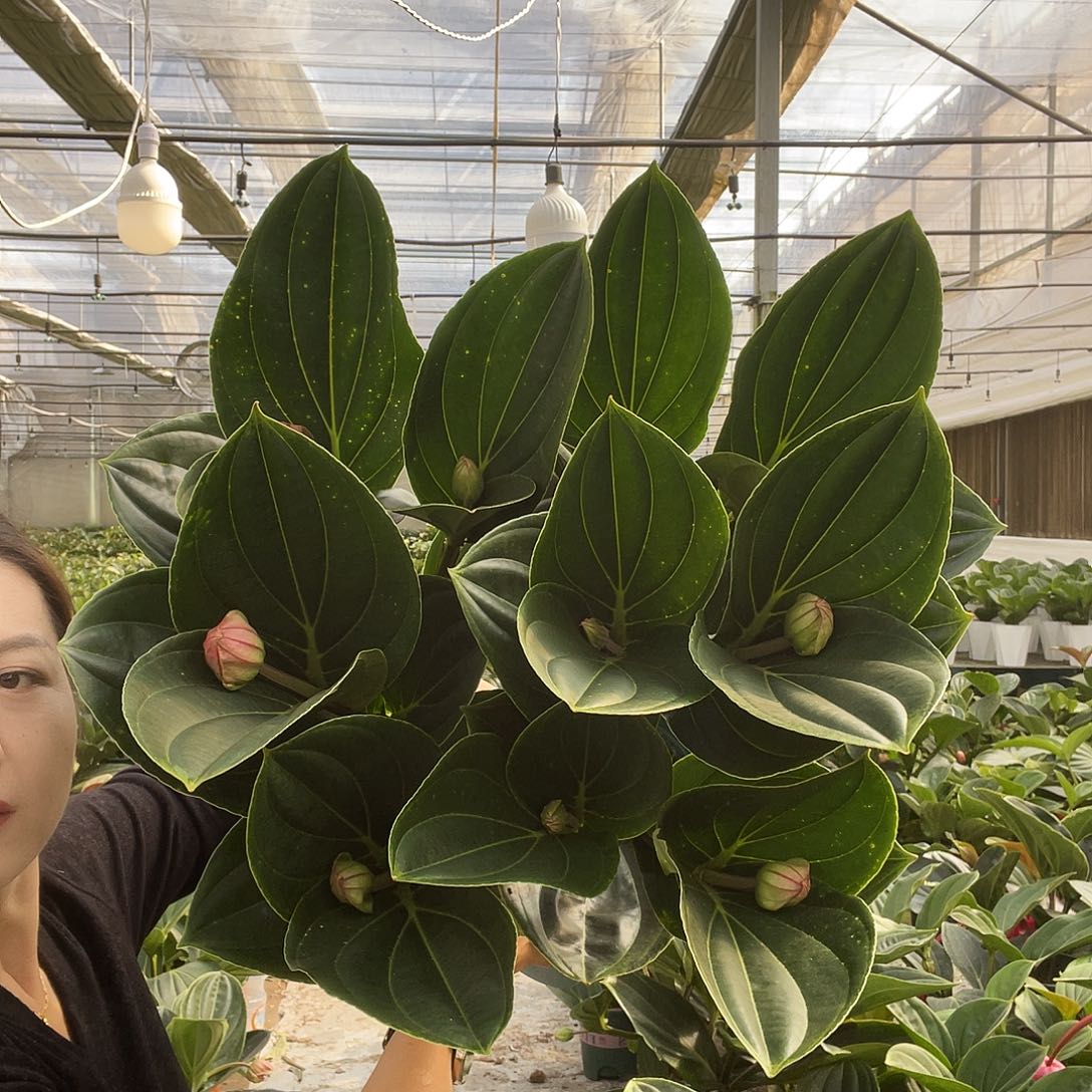 完全开放11111111