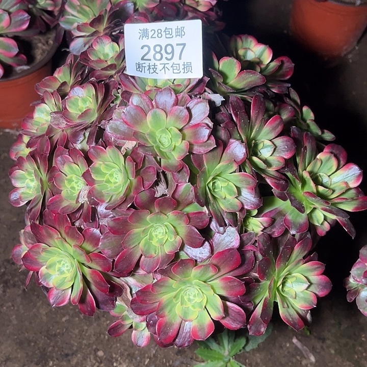 2897红玫瑰安娜多肉植物