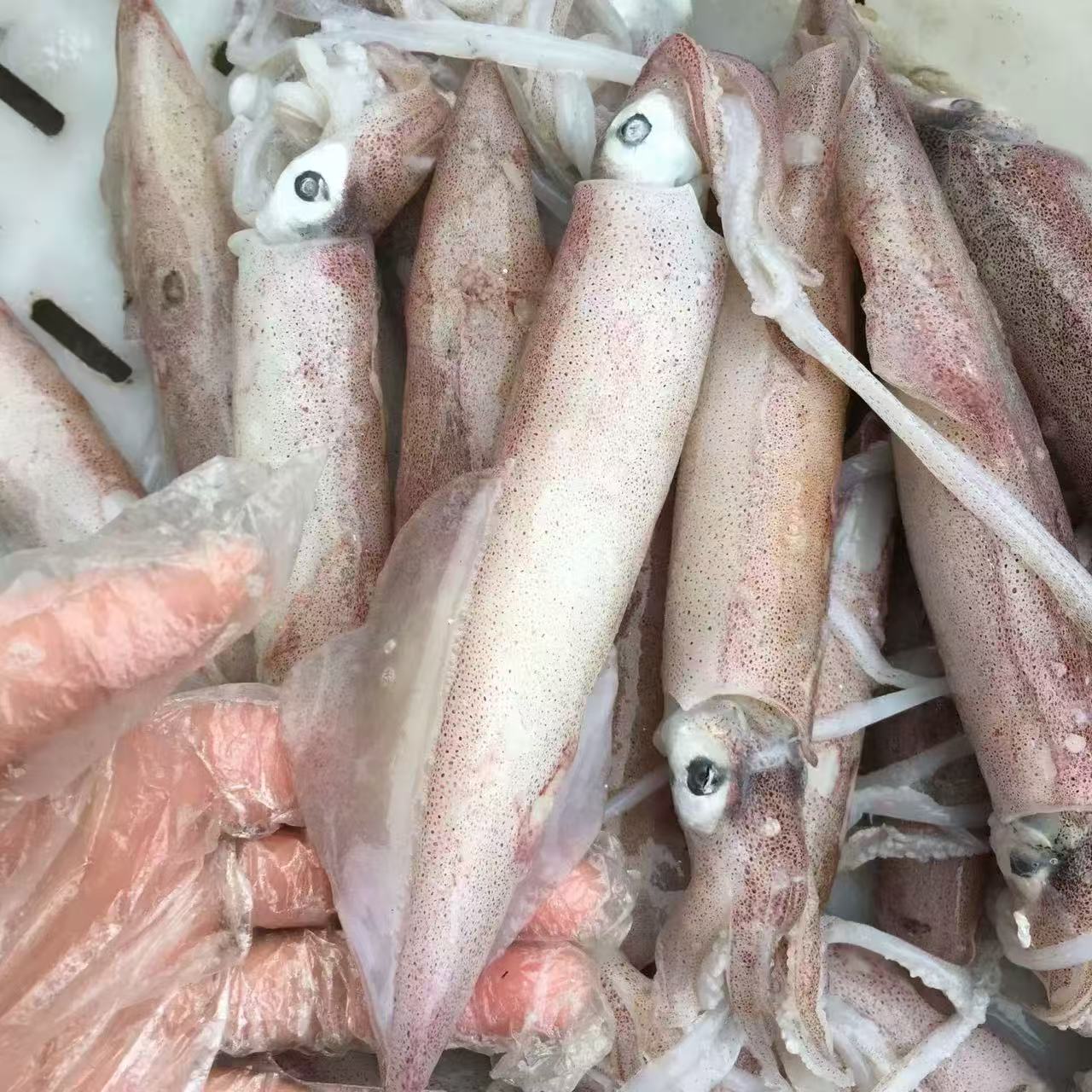新鲜海兔（笔管鱼 一口鱿）连云港发货顺丰冷链配送