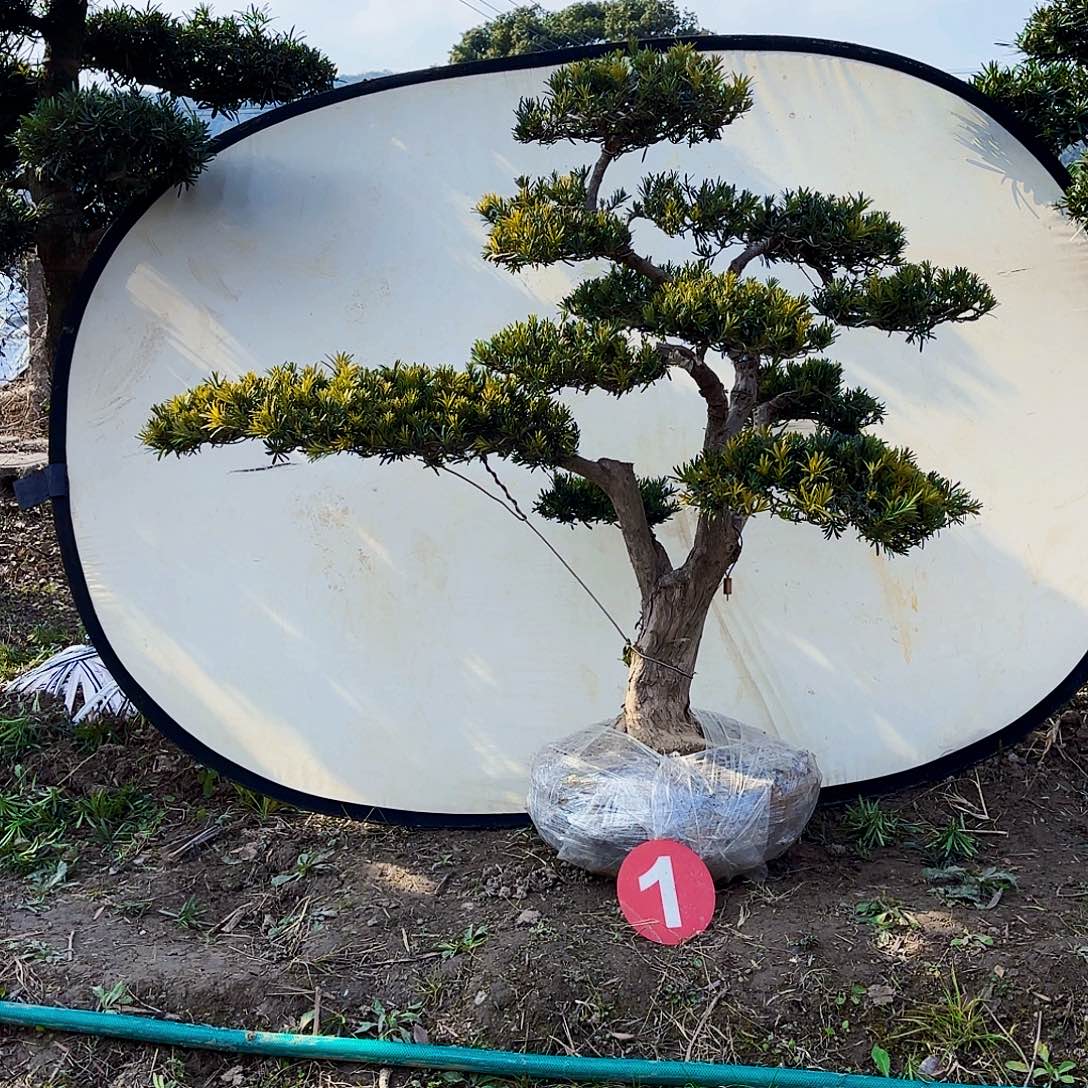 无花朵精品小叶雀舌罗汉松盆景