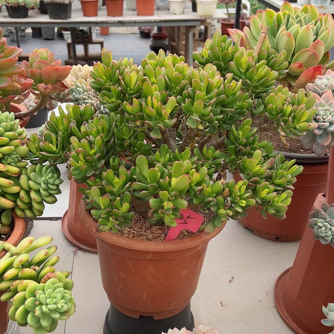 用****5325招财猫多肉植物