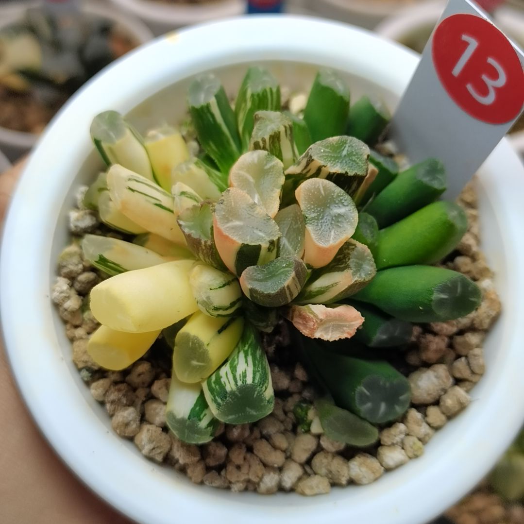 13号OM万象群生一物一拍带盆土发货