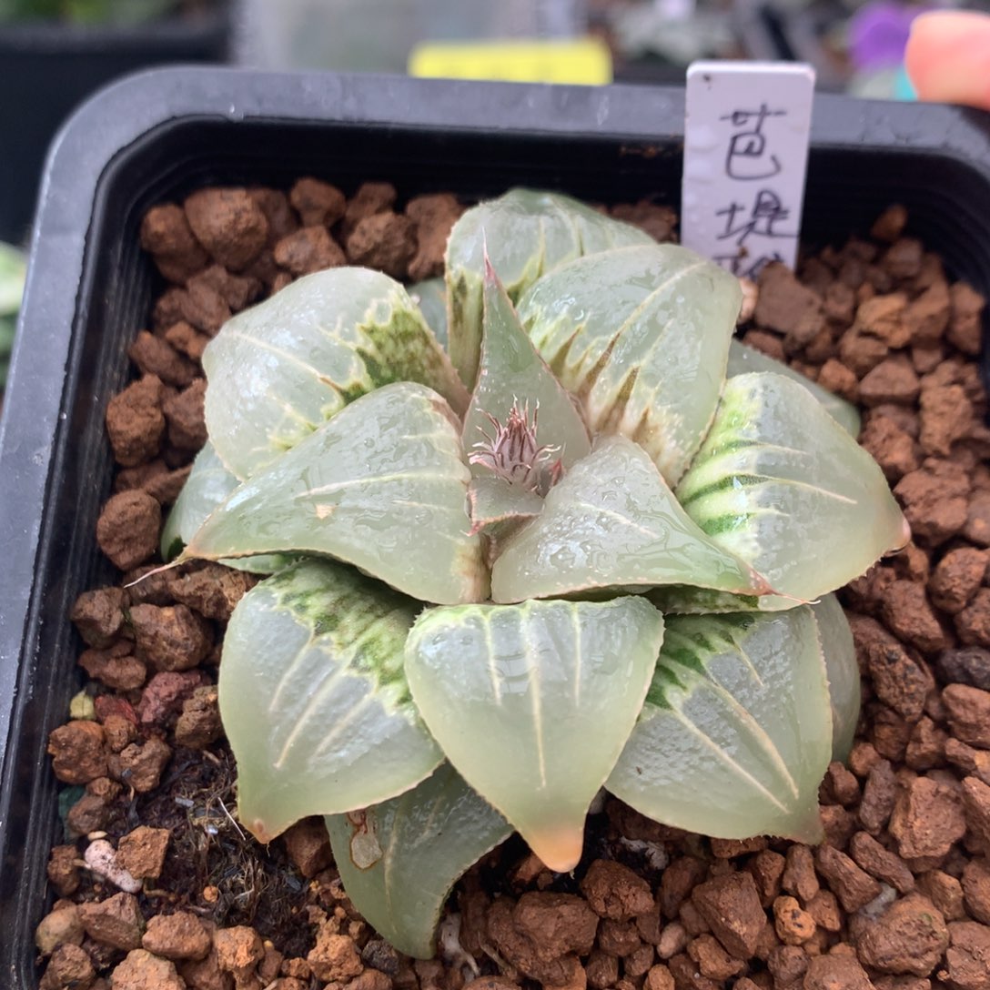 芭提雅玉颜一物一拍