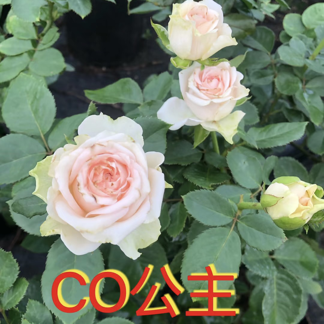 【Co公主】粉色切花 直立抗性强 1加仑2.5L根接苗云南发货