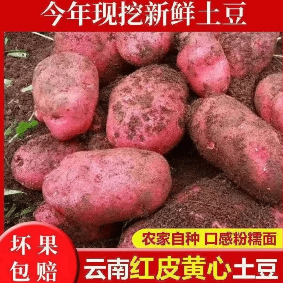 云南农家高山自种新鲜黄心红皮土豆装皮薄马铃薯洋芋美味