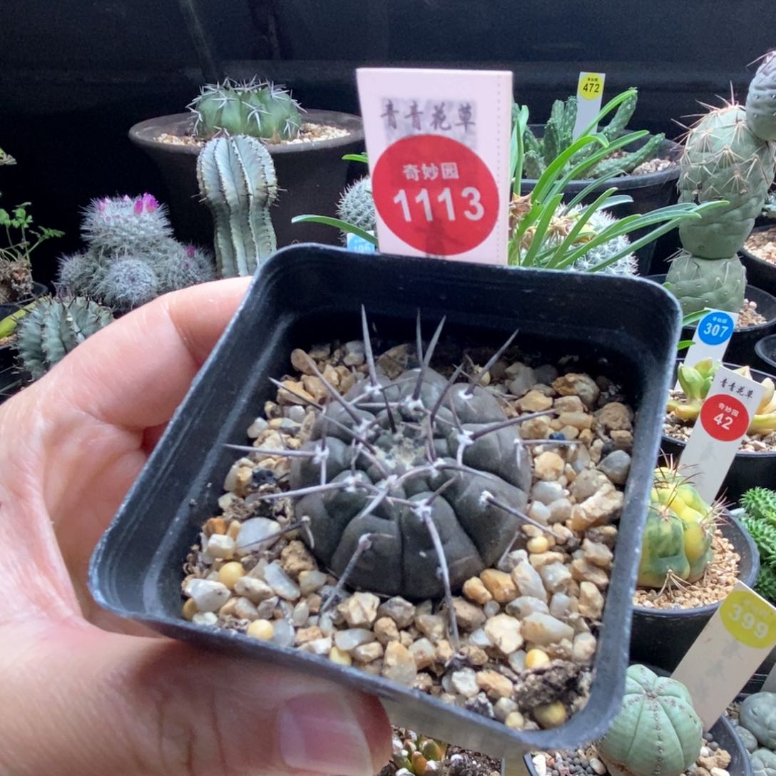 实生单刺黑刺武勋丸杂交3.7cm