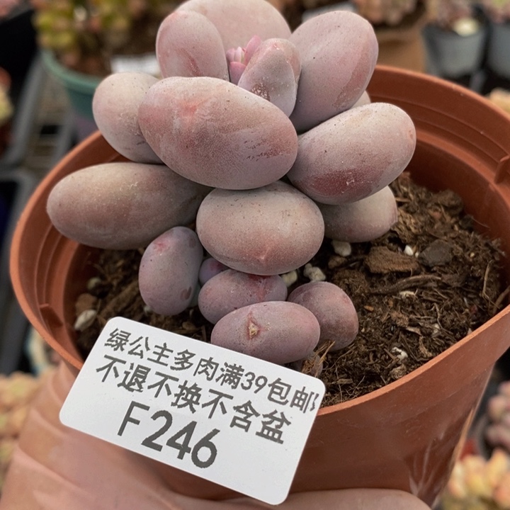 大叶奶6cm246多肉植物