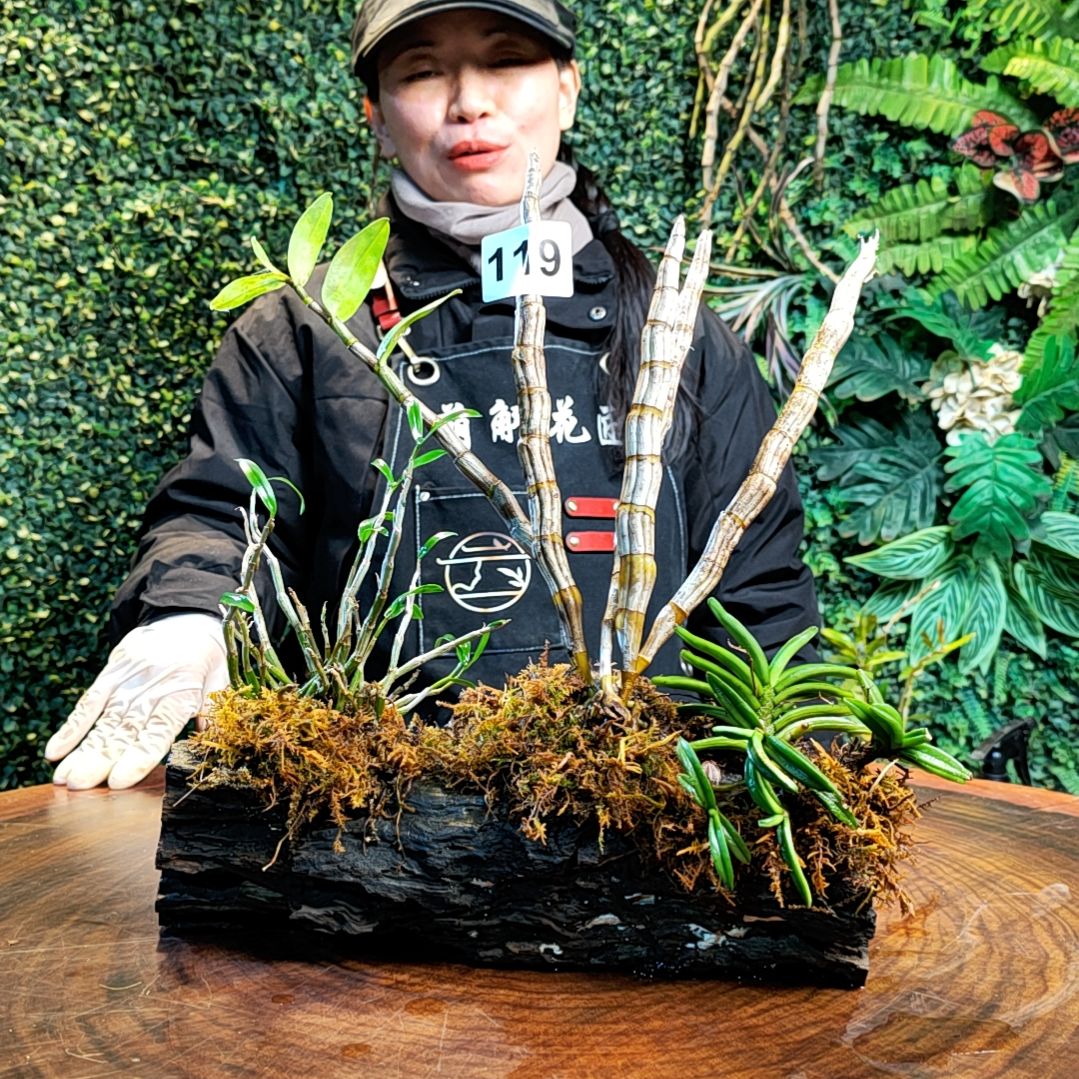 【闪购商品】119龙米斛短轴固唇兰花卉