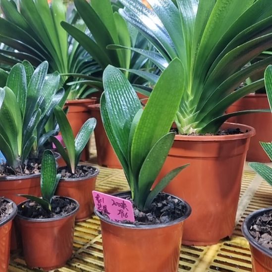 无花朵暴龙一号精品小苗