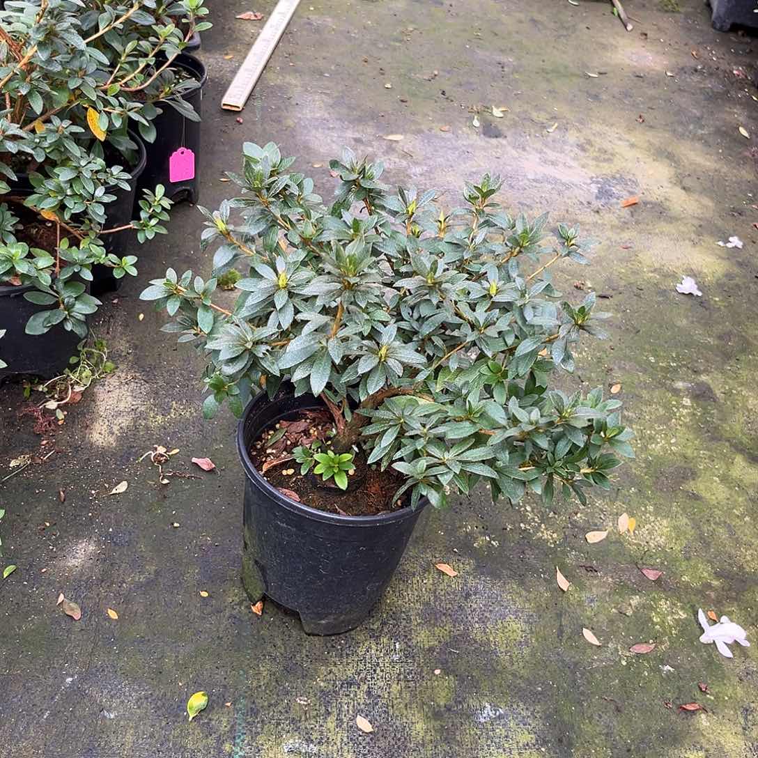 完全开放水乡乙女