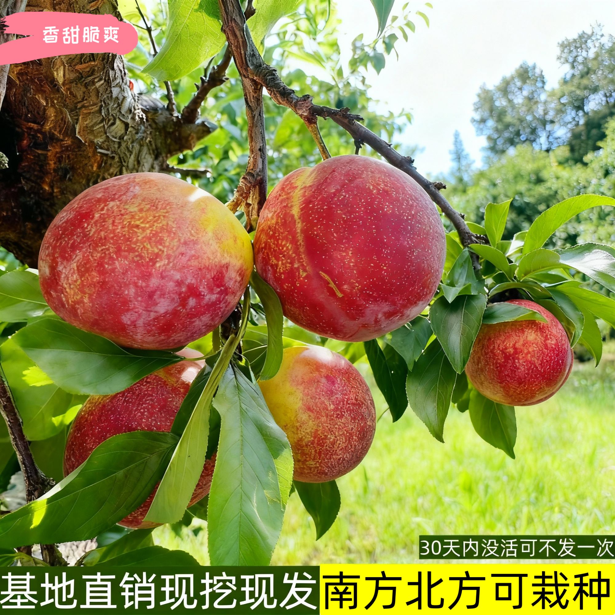 贵州新品种特大号李子苗晚熟有玫瑰香味李子苗南北方种植正宗批发