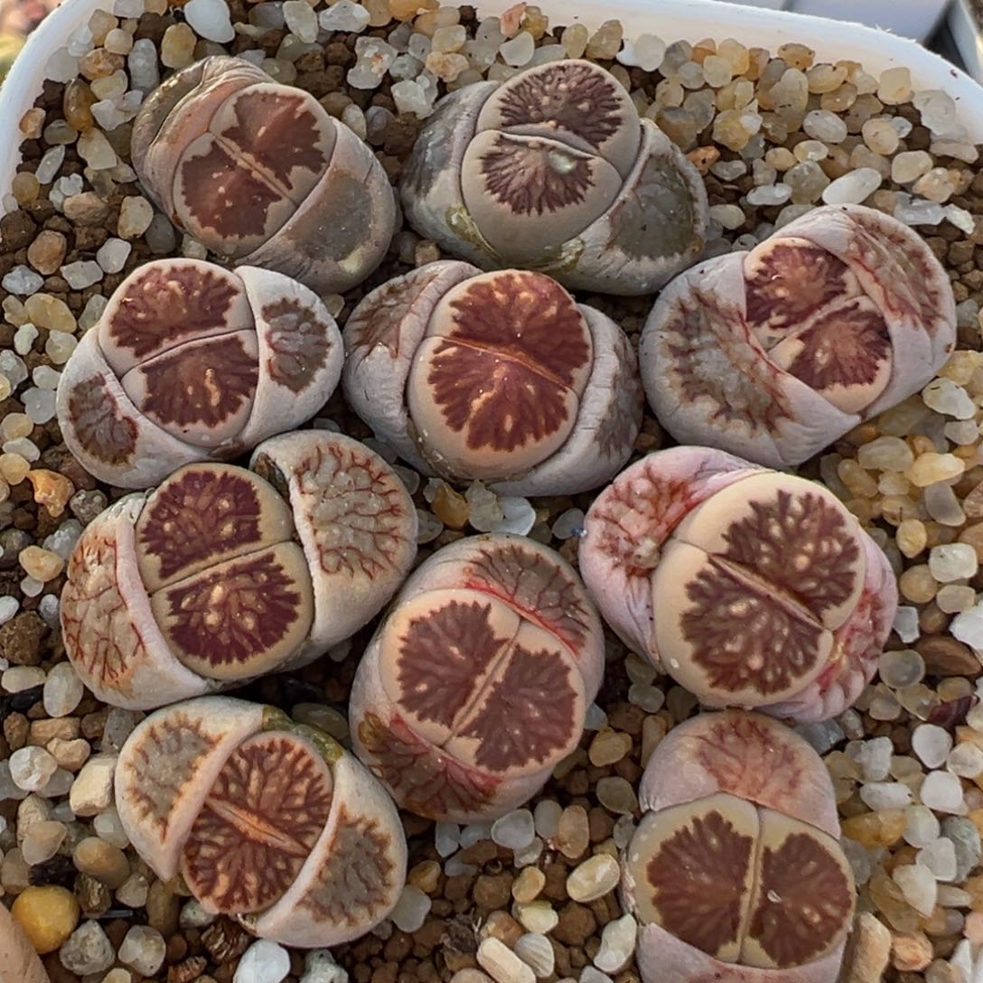 36多肉植物百科知识