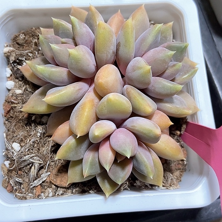 多肉植物红象牙693