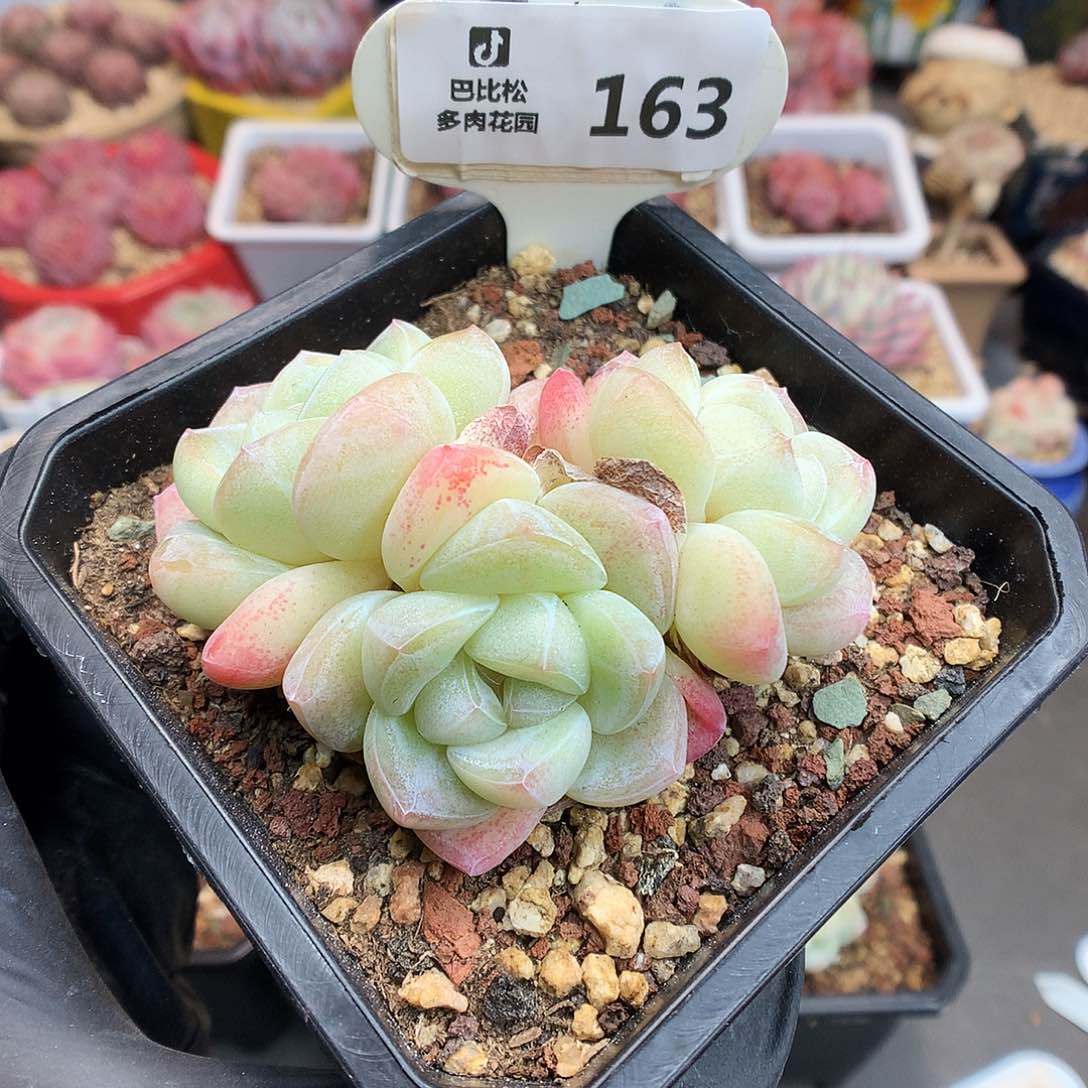 163 粉透冰玉多肉