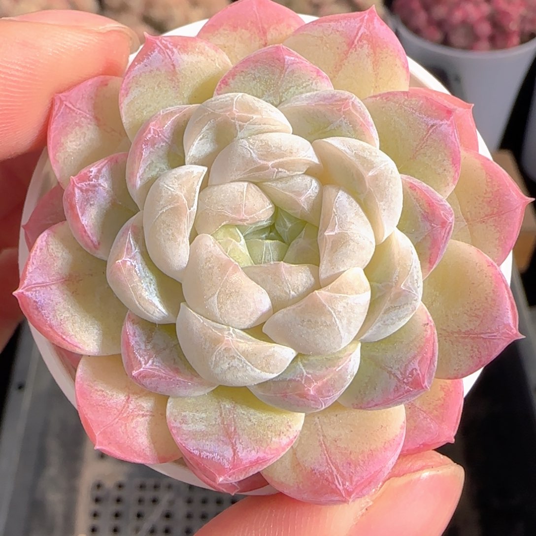 多肉1230-167福利福利