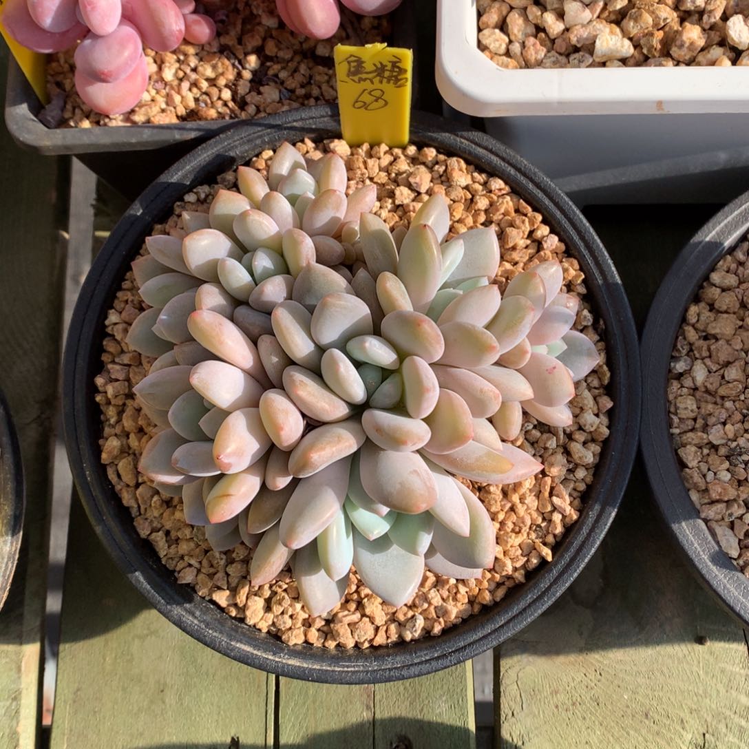 焦糖 多头 一颗   