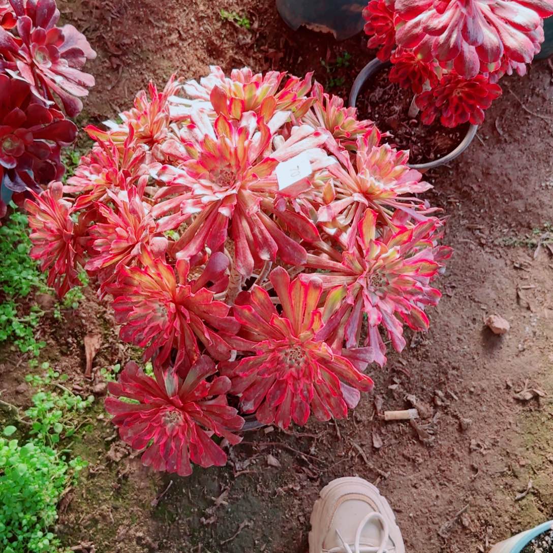 雪姬法师多肉707