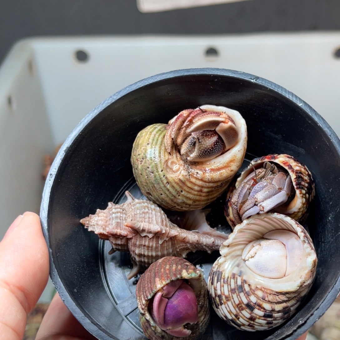 …***…这两家店在一条街道办