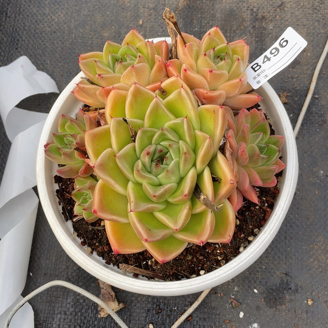 若如东云单拍B496