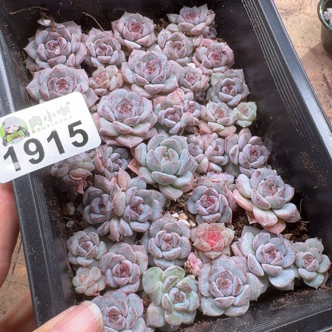 泡***x多肉植物多肉植物