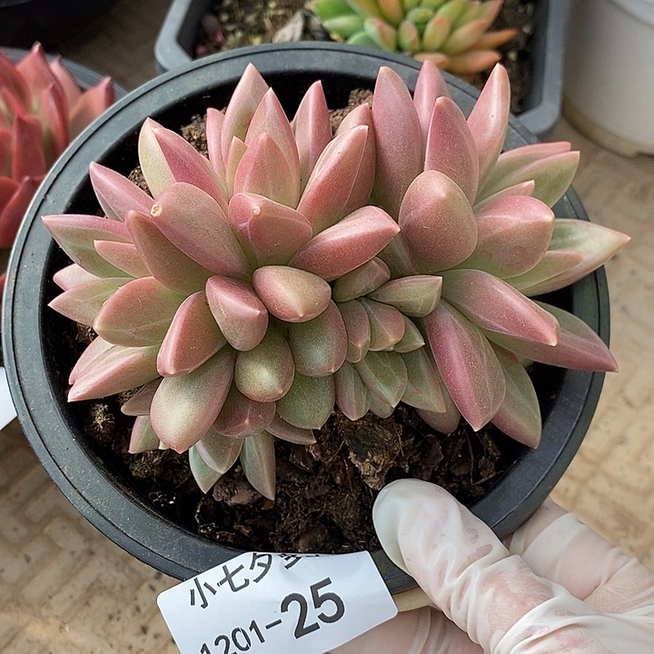 兰***子小七夕多肉迷雾泡泡25