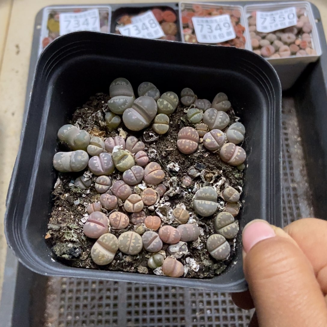 7351一盒十方大牙有疤