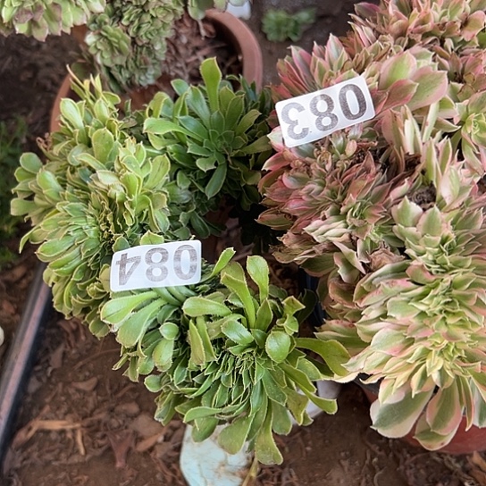 暧****多肉植物两个083.084