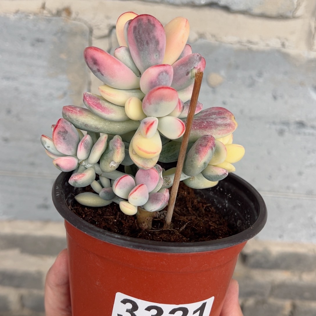 带盆发货乒乓福娘锦3321号