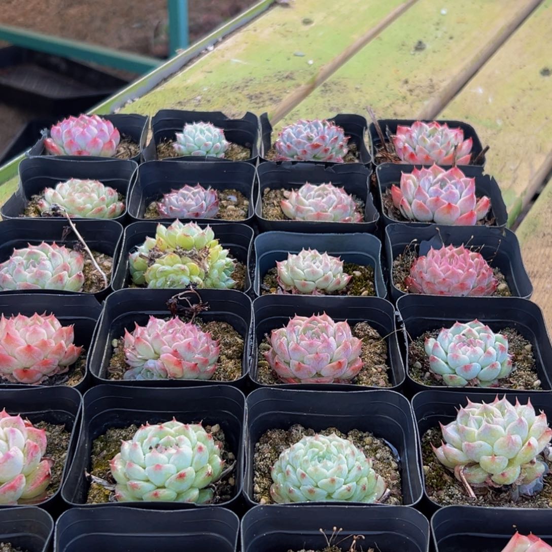 515多肉葡萄的味道