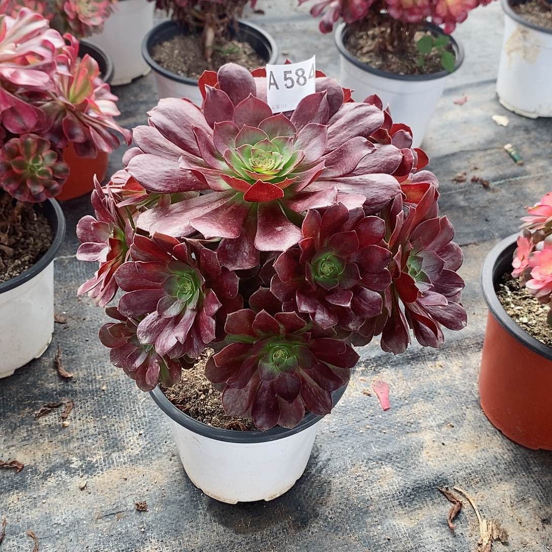 炽焰连584多肉11111