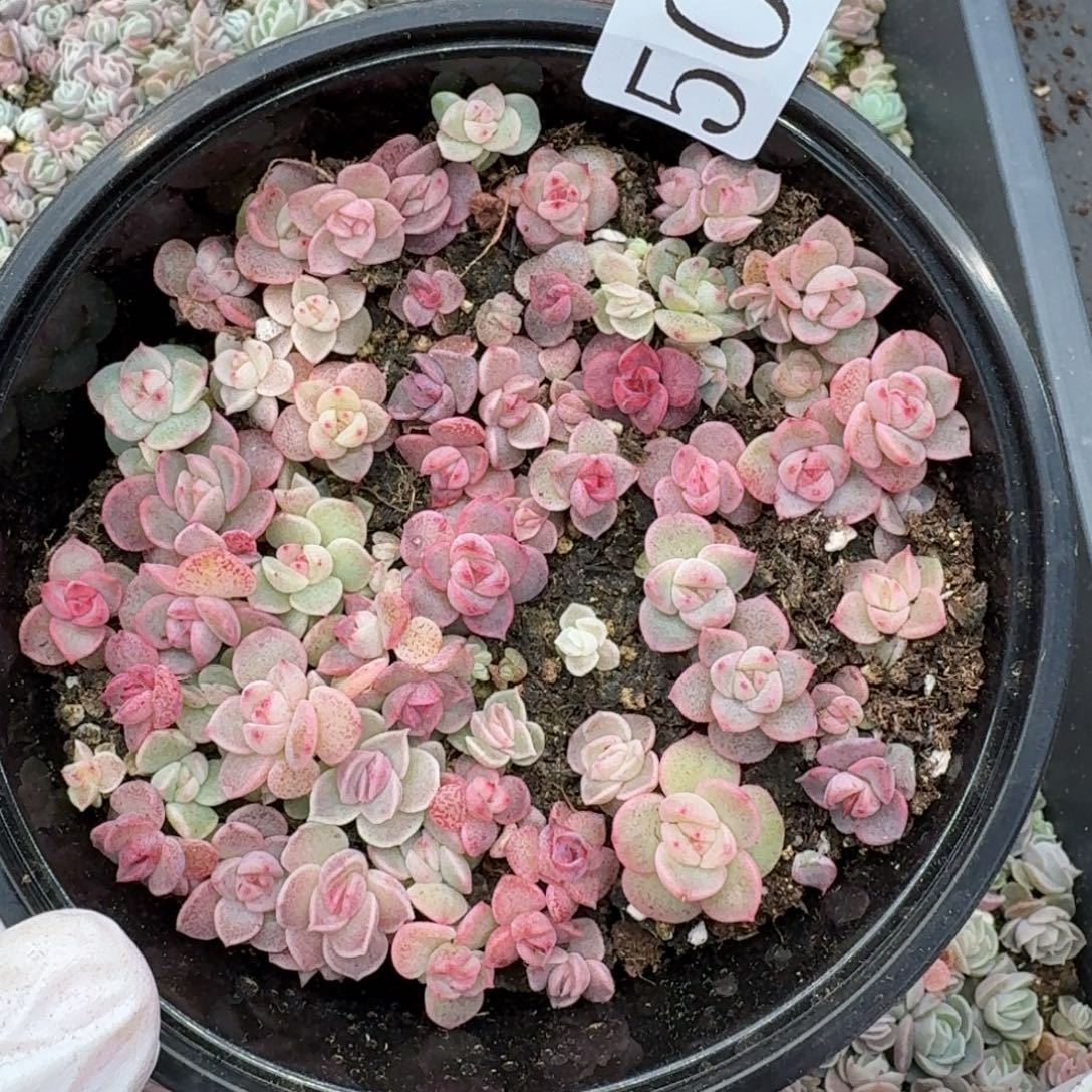 多肉植物多肉植物508