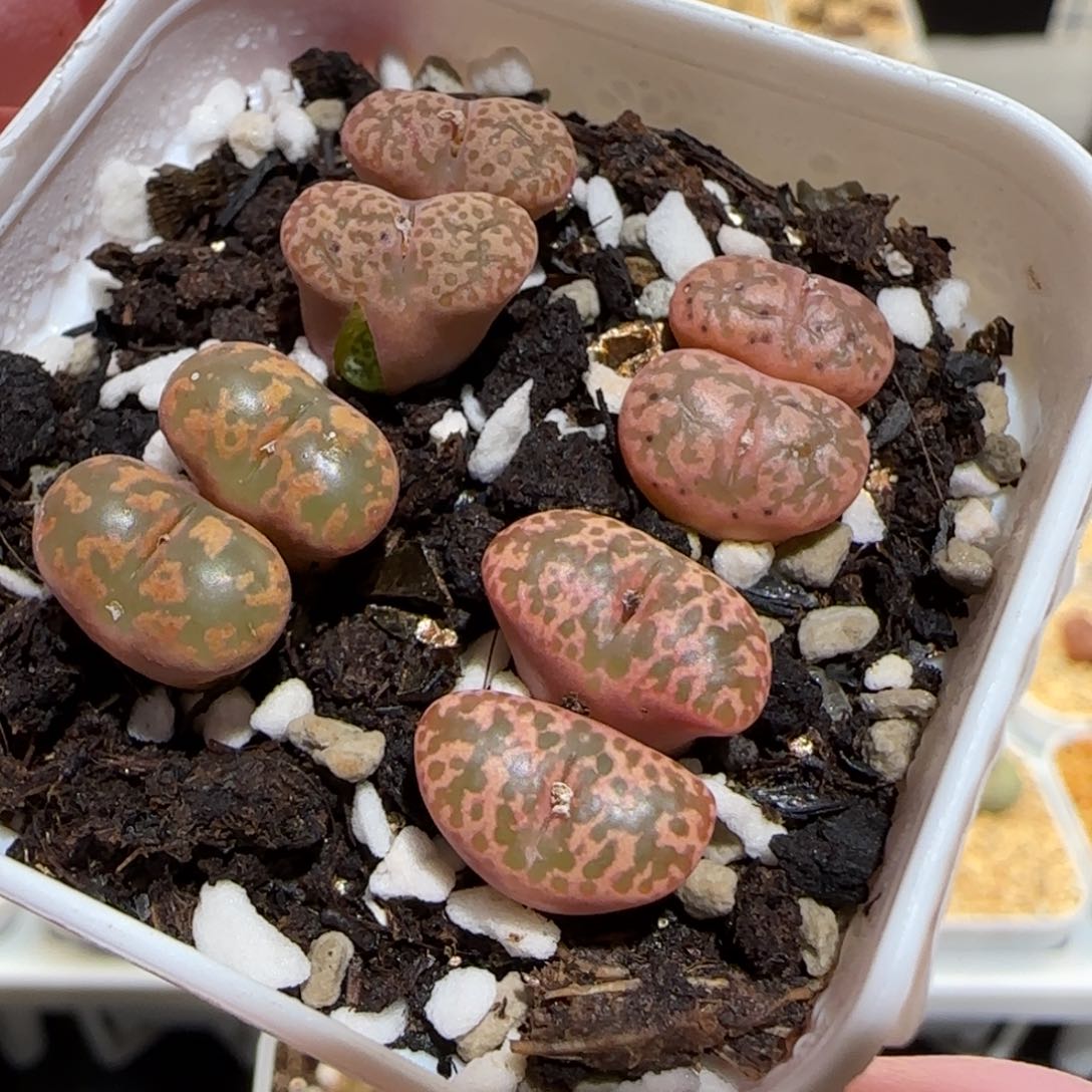肉锥多肉植物百科25-勋章组合547一盆