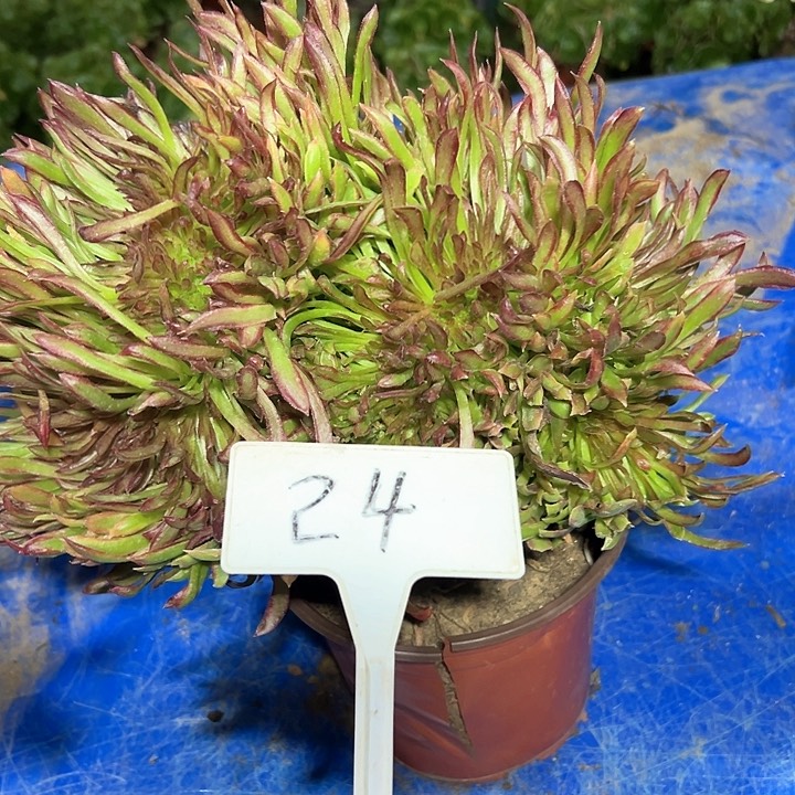 多肉植物红珊瑚缀花