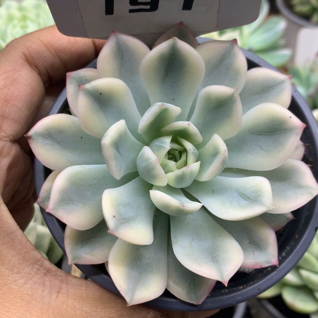 197月亮仙子锦锦锦锦锦