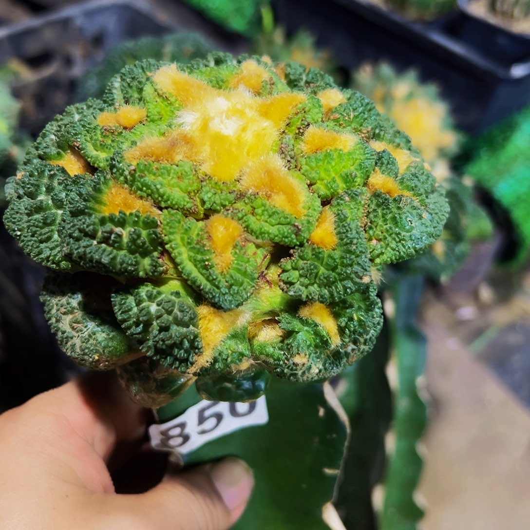 全部花朵哥斯拉牡丹有伤疤850