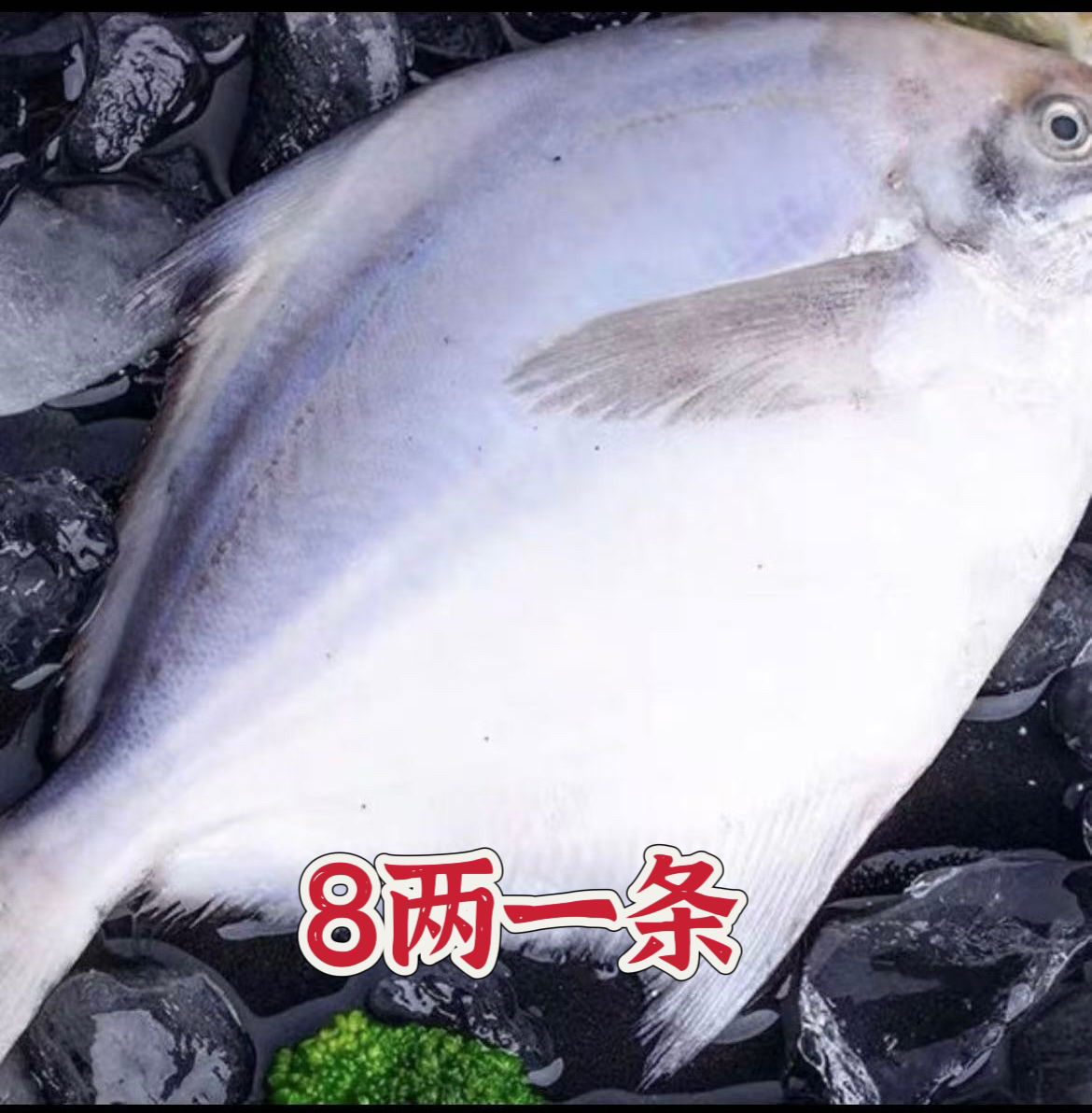 深海银鲳鱼 大8两一条（到手4条）液氮锁鲜发货