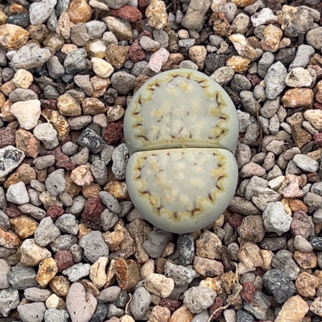 7723黄绿饼干一颗