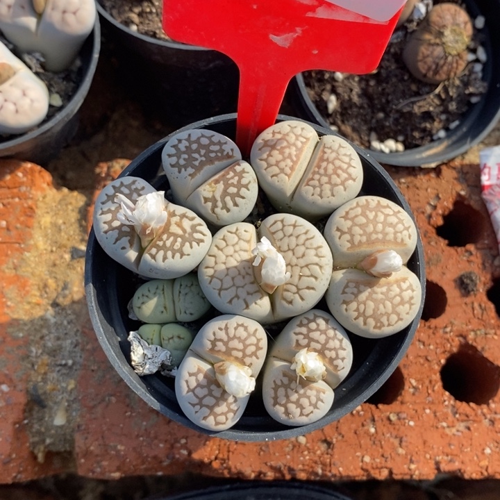 ****a生石花的季节是最018