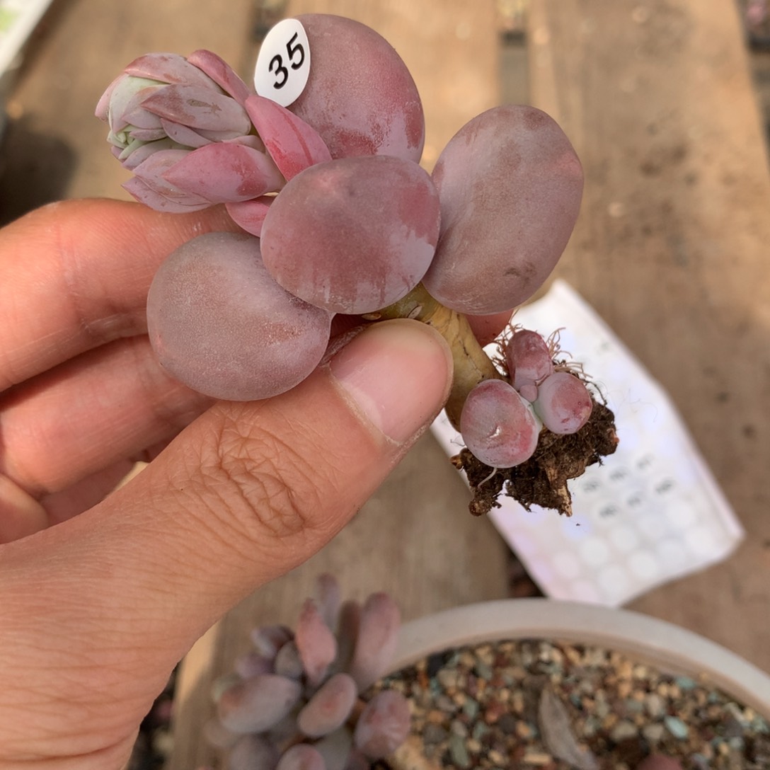 小屁桃奶酪多肉35