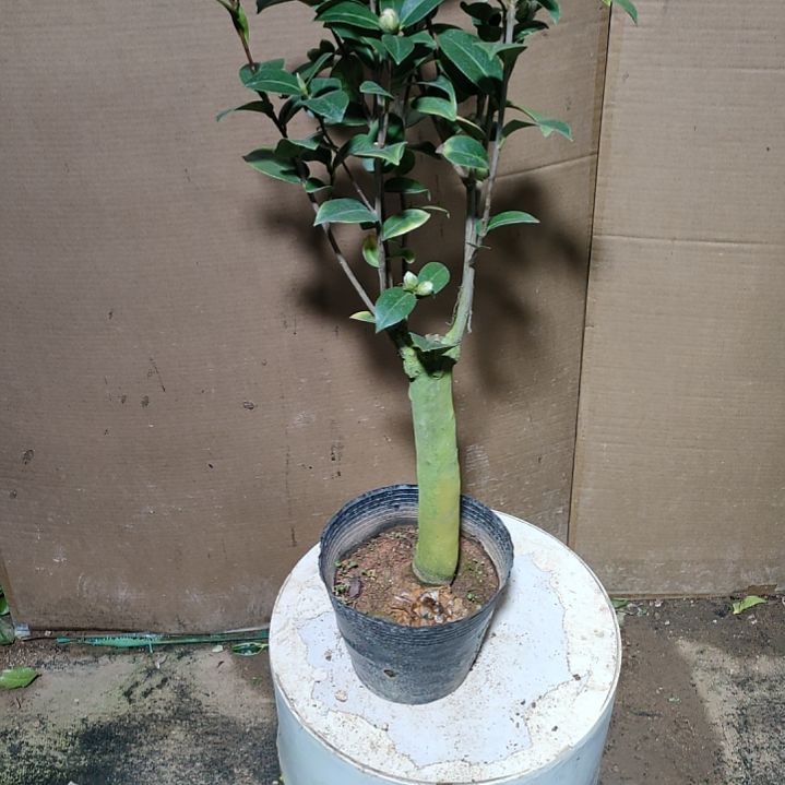 海*月160斑水屋，原盆原土发货，不包邮