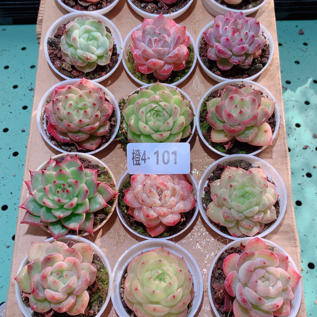 4-101一物一拍多肉带盆18颗