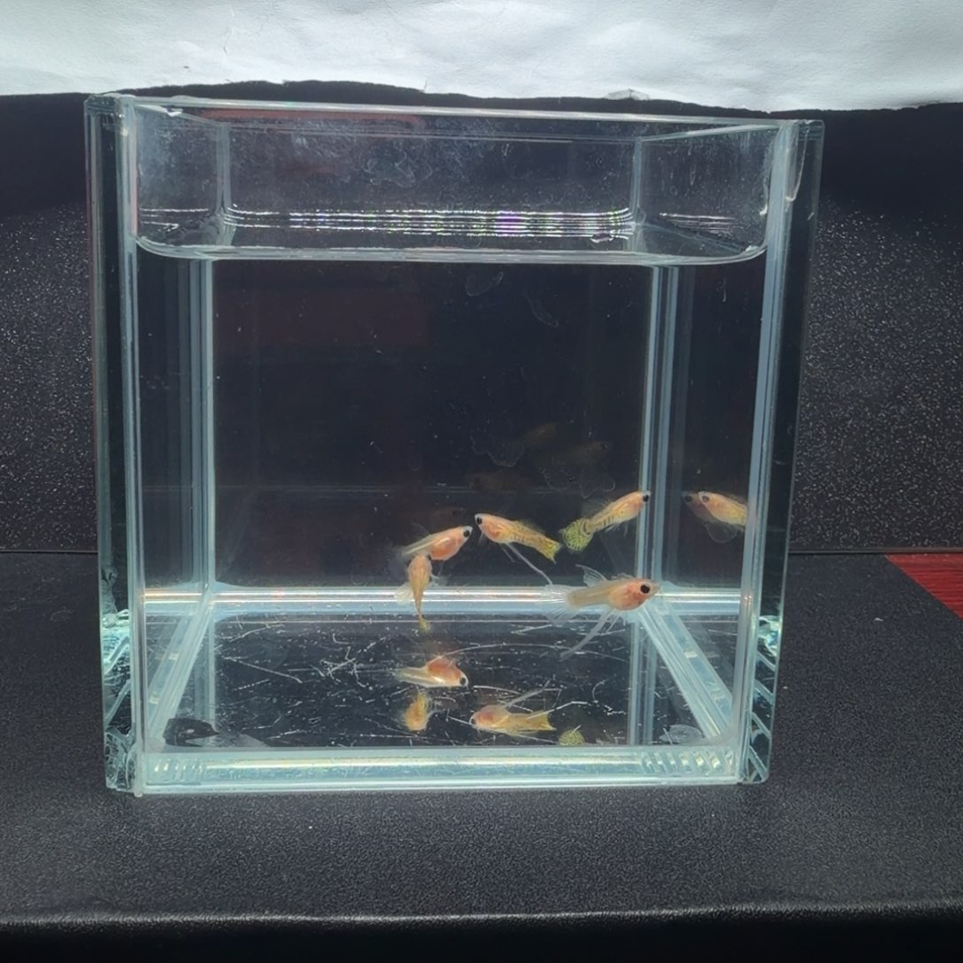 孔雀鱼黄蕾丝玻璃猫C3公2母