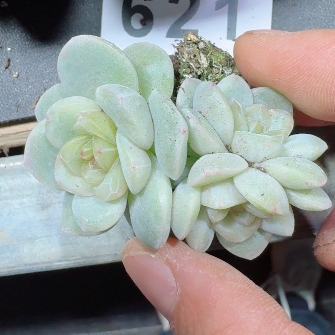 玉清风         精品多肉