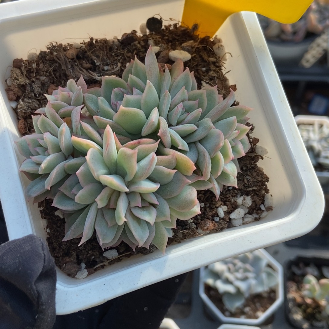 622天使玫瑰多肉植物