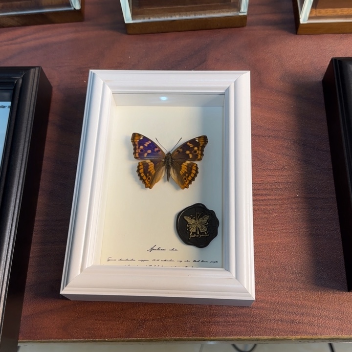 蝴蝶标本蝴蝶标本