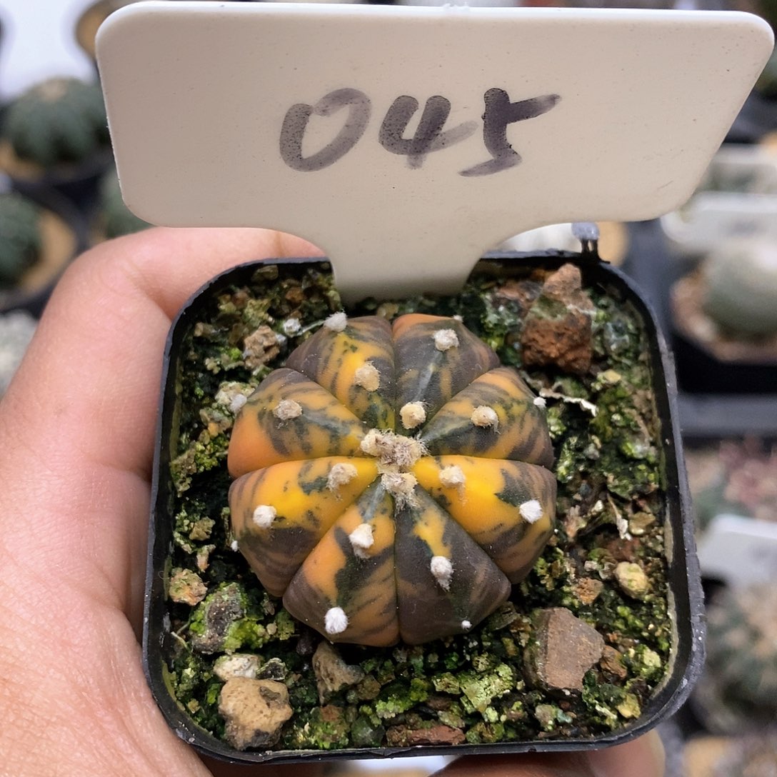 开播福利 饿了来了