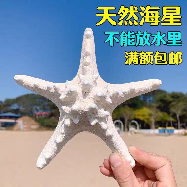 天然贝壳海螺海星幼儿园手工diy装饰摆件拍照道具漂流瓶收藏