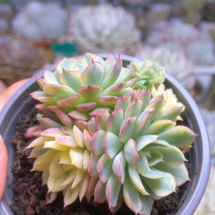 063黄覆轮梦幻玫瑰锦